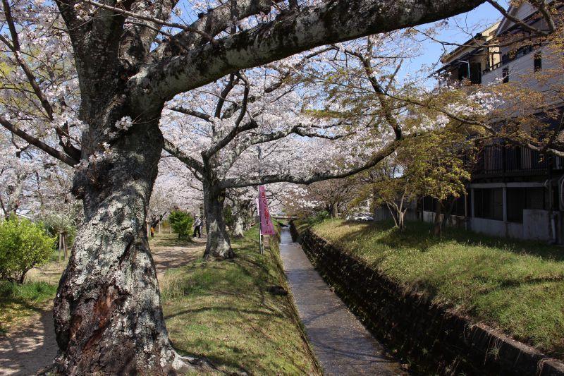 ［写真］妙見川の上に枝を伸ばす桜の木