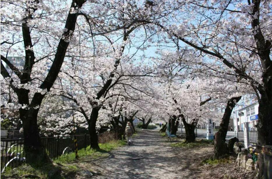 ［写真］大阪府交野市でも、桜の名所である妙見河原で桜が見ごろを迎えている（撮影：具志堅浩二）