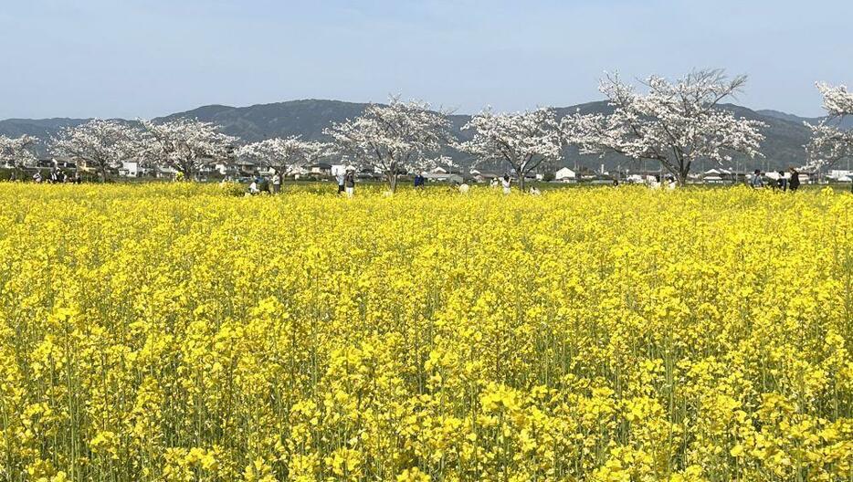 奈良県橿原市の「藤原宮跡」で菜の花が満開となり、周囲に植えられている桜との「満開の競演」が訪れた見物人らの目を楽しませている＝30日午後5時すぎ、奈良県橿原市で