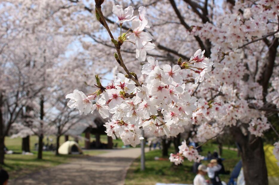 枚方市の山田池公園で、ソメイヨシノが見ごろを迎えている＝30日、大阪府枚方市で（撮影：具志堅浩二）