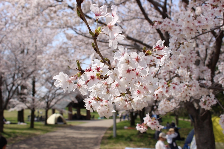 ［写真］満開の花の横から、新緑の芽が顔を出している姿も目にした＝30日、大阪府枚方市で