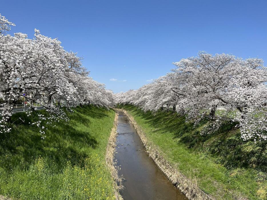 奈良市内を流れる佐保川の桜＝27日午後、奈良市内で