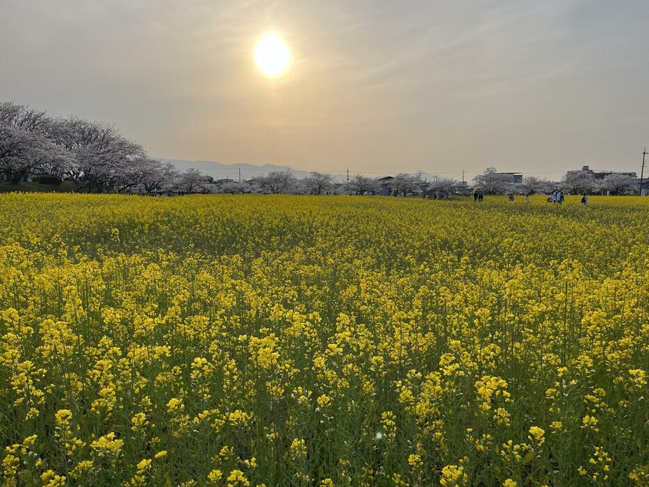 夕陽を浴びる藤原宮跡の菜の花畑と桜＝30日午後5時すぎ、奈良県橿原市で