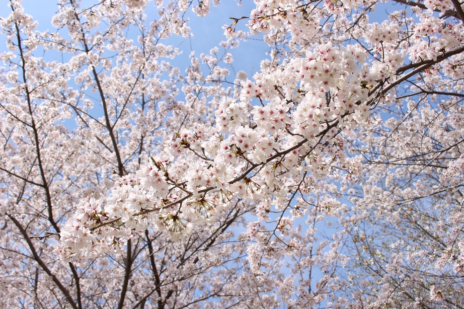 ［写真］咲き誇る桜＝30日、大阪府枚方市で