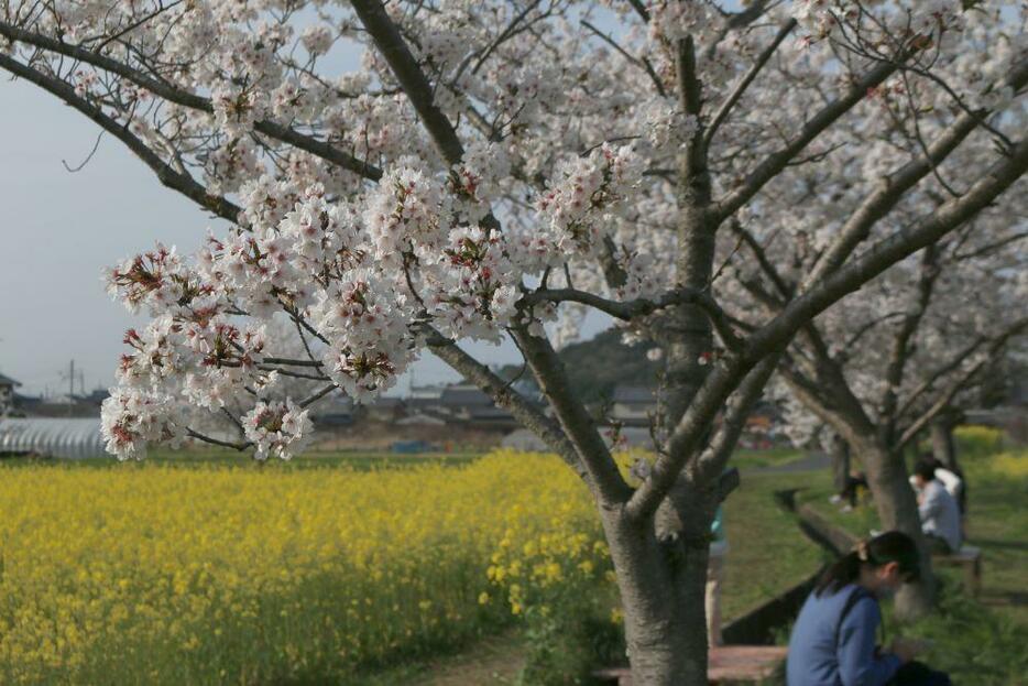 奈良県橿原市の「藤原宮跡」で菜の花と桜が満開となり、多くの人でにぎわいをみせていた＝30日午後5時すぎ、奈良県橿原市で