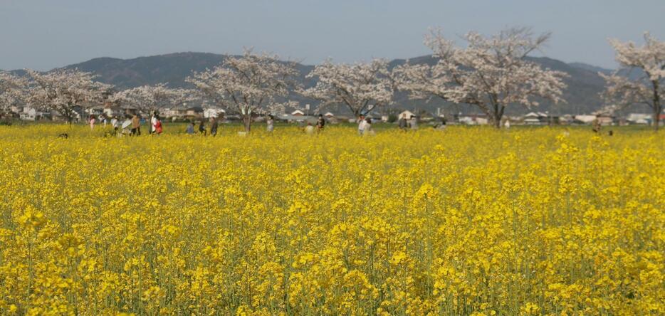 ［写真］関西地方で撮影した桜開花の記事から選んだ各地の花々を紹介していく。1枚目は奈良県橿原市の藤原宮跡の菜の花畑と桜＝30日午後4時50分ごろ、奈良県橿原市で
