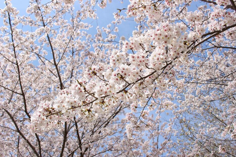 枚方市の山田池公園で、ソメイヨシノが見ごろを迎えている＝30日、大阪府枚方市で（撮影：具志堅浩二）