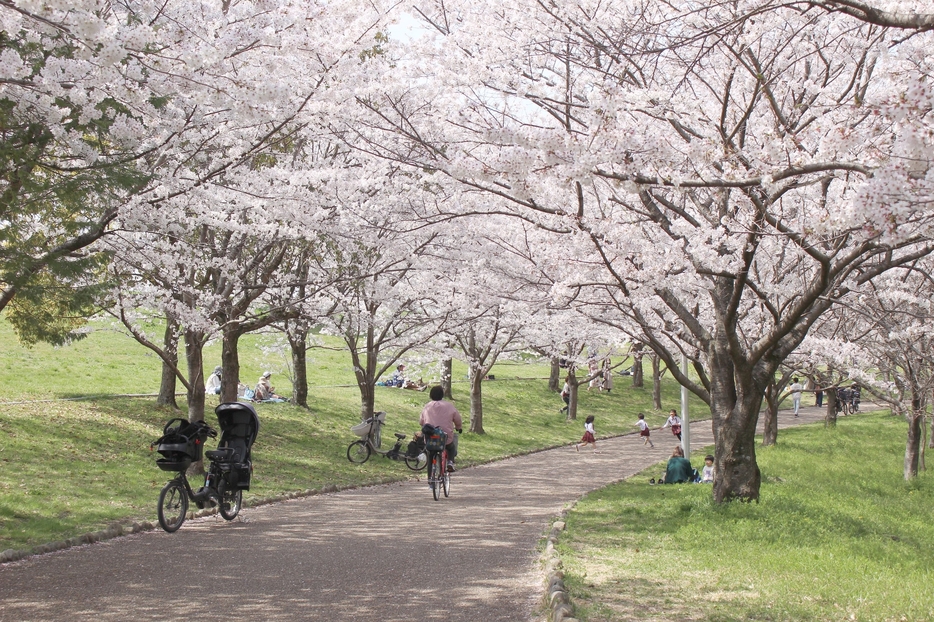 ［写真］山田池公園で、ソメイヨシノが見ごろを迎えている＝30日、大阪府枚方市で