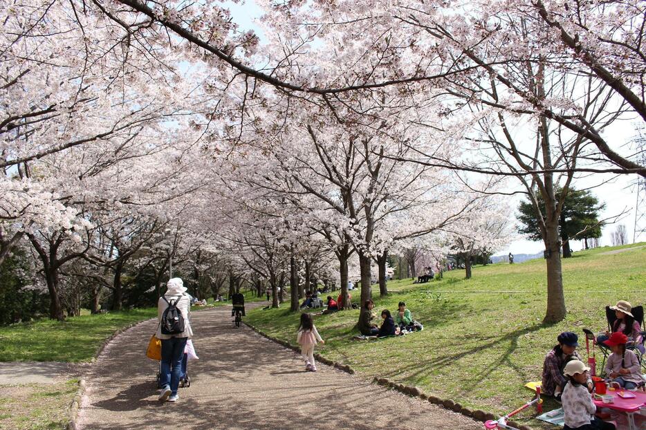 枚方市の山田池公園で、ソメイヨシノが見ごろを迎えている＝30日、大阪府枚方市で（撮影：具志堅浩二）