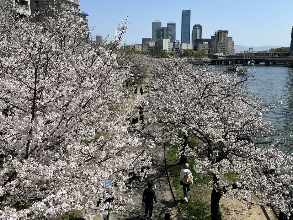 大阪市北区の天満橋周辺の大川沿いのサクラ＝28日午後、大阪市北区で