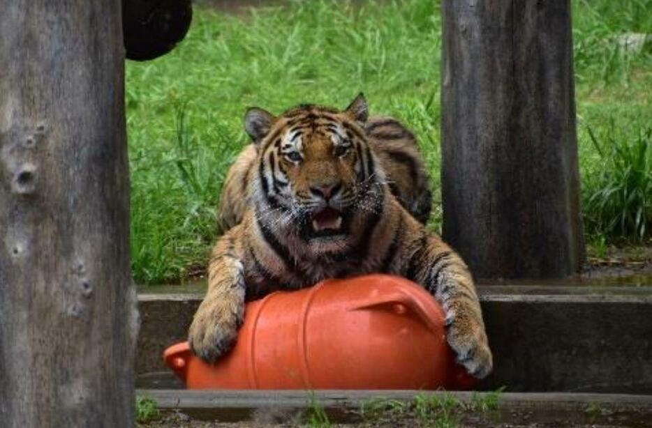 ［写真］アムールトラの風＝2021年6月2日（写真提供：天王寺動物園）