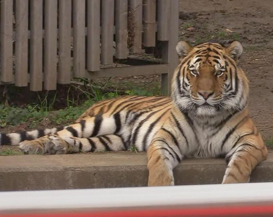 ［写真］天王寺動物園のアムールトラの風（ふう）が死んだと発表された＝2022年12月27日、大阪市天王寺区で