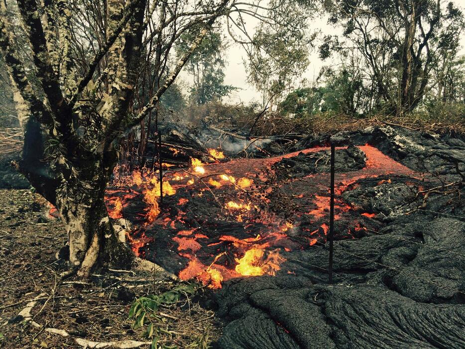 ハワイ・キラウエア火山の溶岩流。地表を流れる高温のマグマが木々を焼き払う（提供：USGS/ロイター/アフロ）