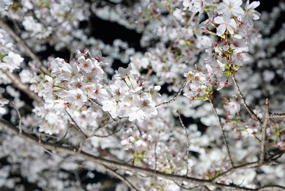 ［写真］照明で夜空に浮かび上がる山崎川の桜
