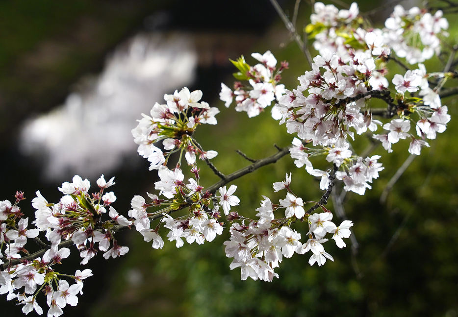 ［写真］ライトアップされた桜は川面にも映える