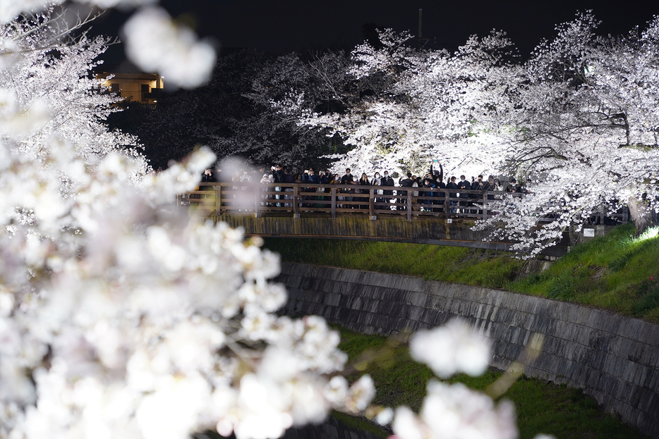 ［写真］山崎川にかかる鼎小橋から夜桜を楽しむ人たち