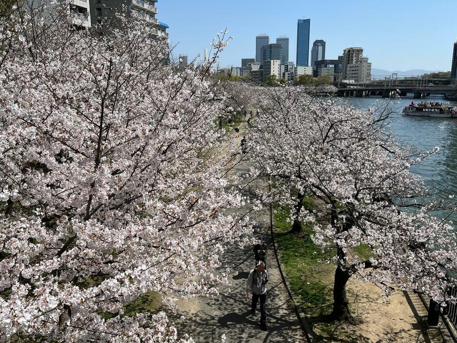 ［写真］天満橋から大川沿いの桜を眺める。川では花見を楽しむ船が行き交い、桜の下では花見を楽しむ人も。後方は大阪ビジネスパーク＝29日午前11時45分、大阪市北区で