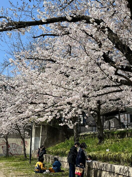 ［写真］天満橋周辺で花見を楽しむ人たち