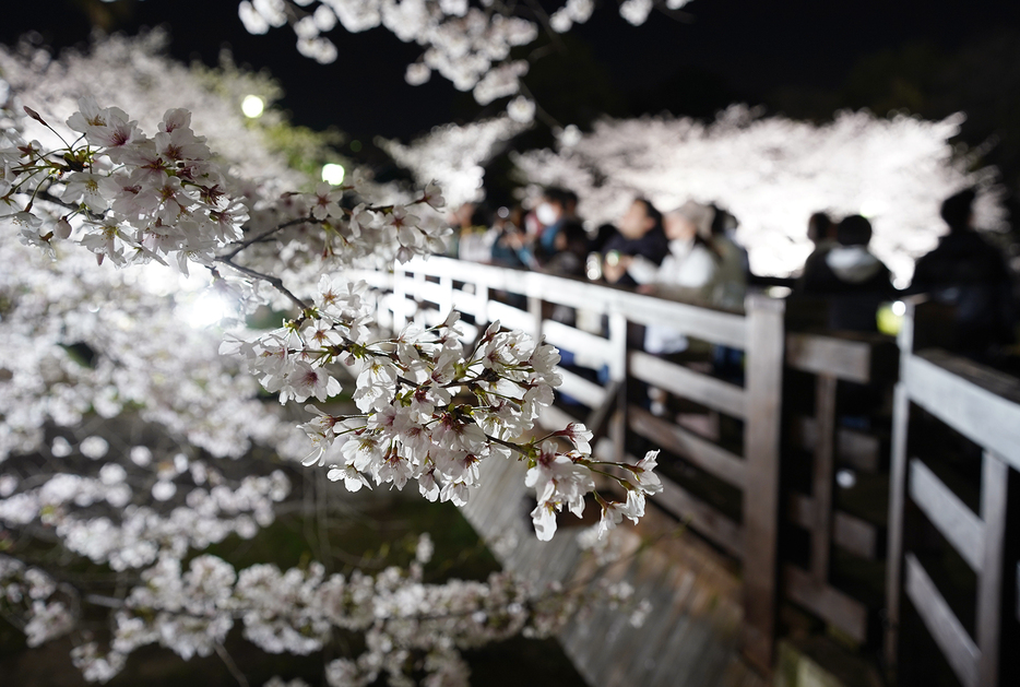 ［写真］名古屋・山崎川でライトアップされた桜