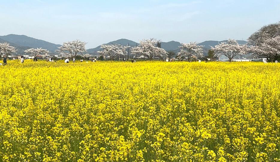 ［写真］太陽の光を浴び黄色に染まる菜の花と桜との競演に多くの見物人が笑顔で撮影を楽しんでいた＝30日午後4時45分ごろ、奈良県橿原市で