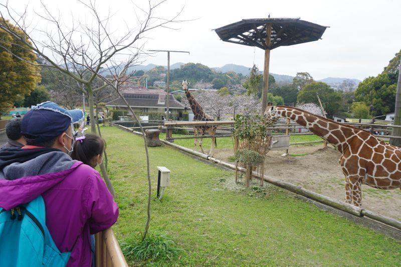 [写真]キリンのみさき公園と呼ばれた時期もあったのはいい思い出