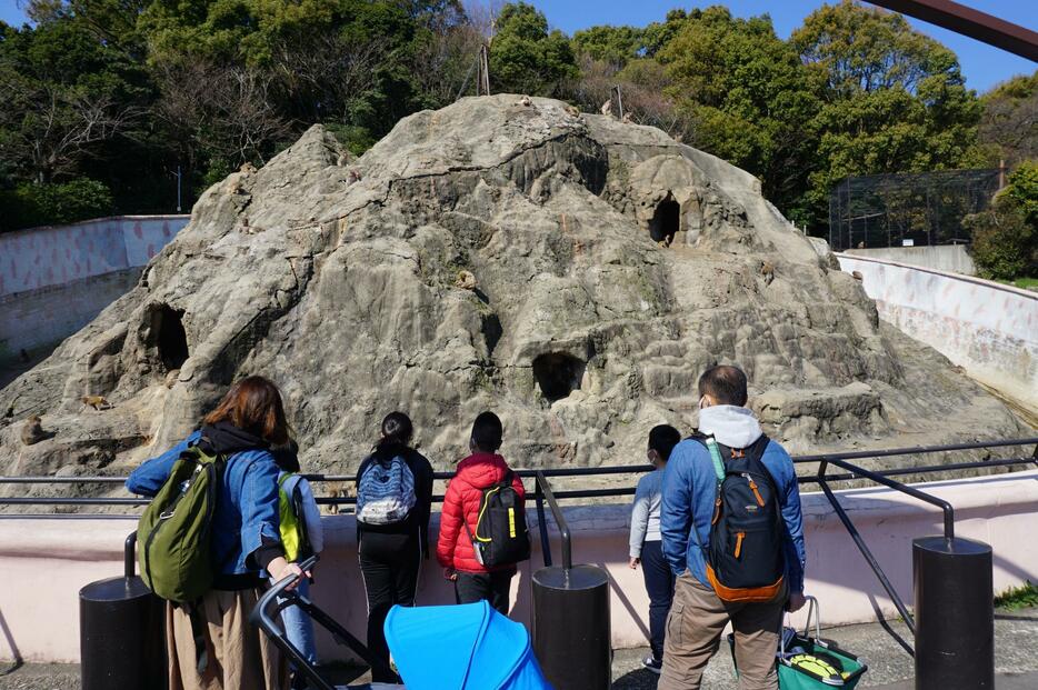 サル山は圧巻だ