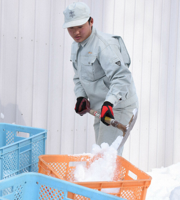 雪室を作る屋外実習でコンテナに雪を詰める帯広農の水上流暢＝北海道帯広市で、高橋由衣撮影