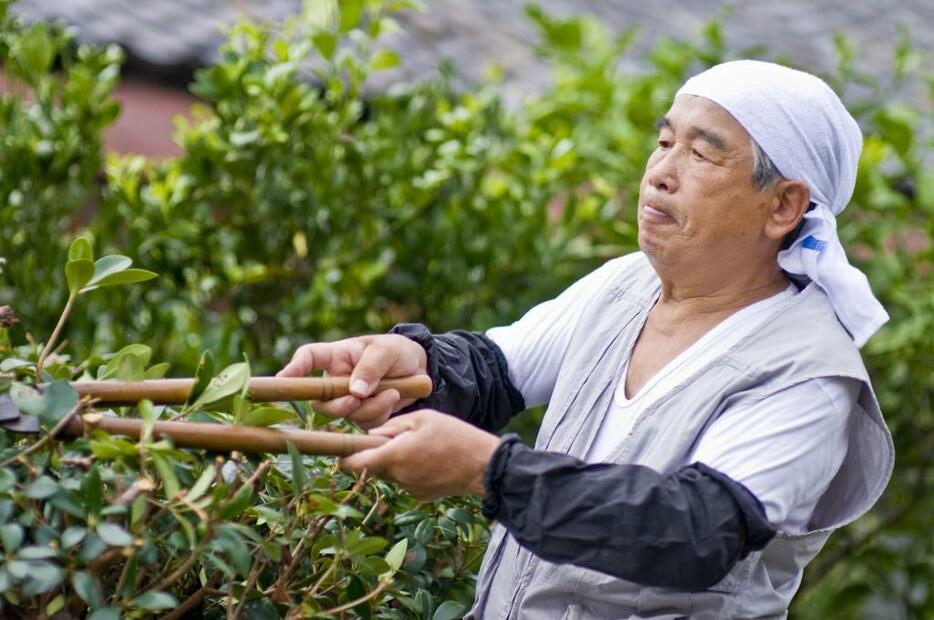 シルバー人材センターの仕事は雇用ではなく、労働の対価は「配分金」として支払われる（写真はイメージ、提供：アフロ）