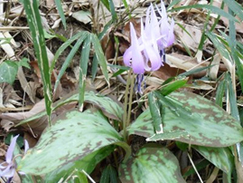 カタクリの花