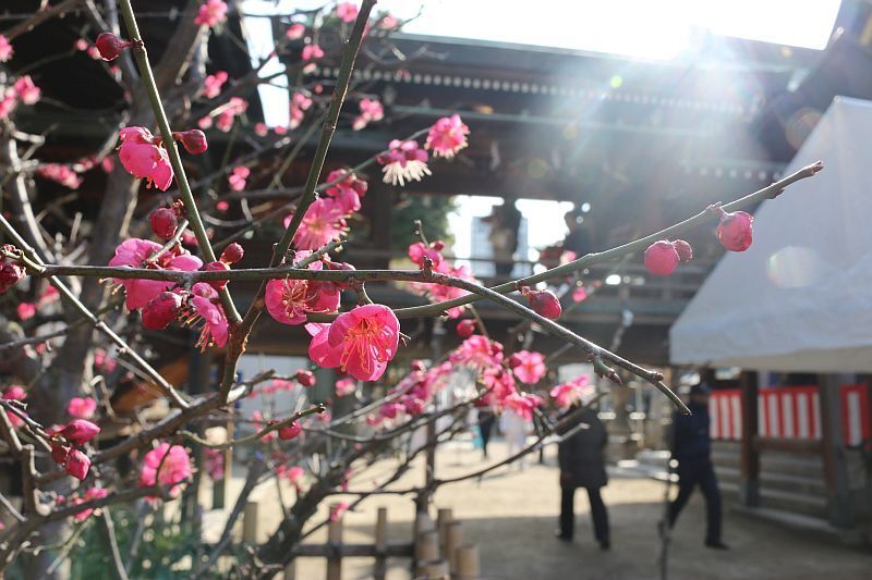 [写真]立春の大阪。天満宮の梅も咲き始めている=4日午後、大阪市北区で