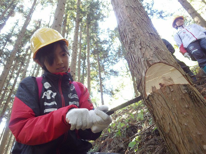 [写真]岩手県住田町の森林で行われる保護活動の一環で間伐体験を行う中学生（グリーンフロント研究所提供）