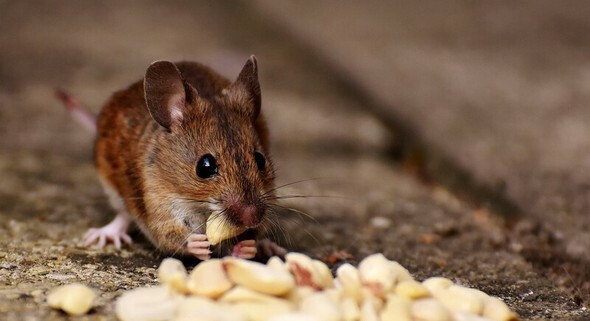 再生を促進するのは断食自体なのか、それとも断食後の食べ物なのか。研究チームは「今回の研究はマウスを対象に非常によく定義されたがんの突然変異を用いて進めたものであり、人間の場合ははるかに複雑だ」と述べた=ピクサベイ