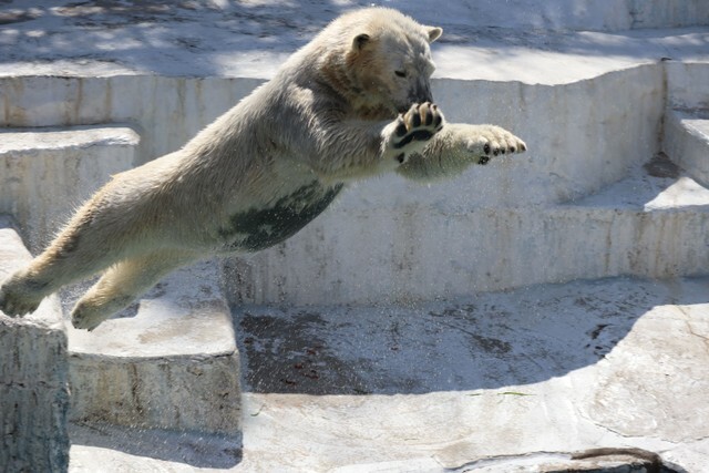 写真提供：天王寺動物園