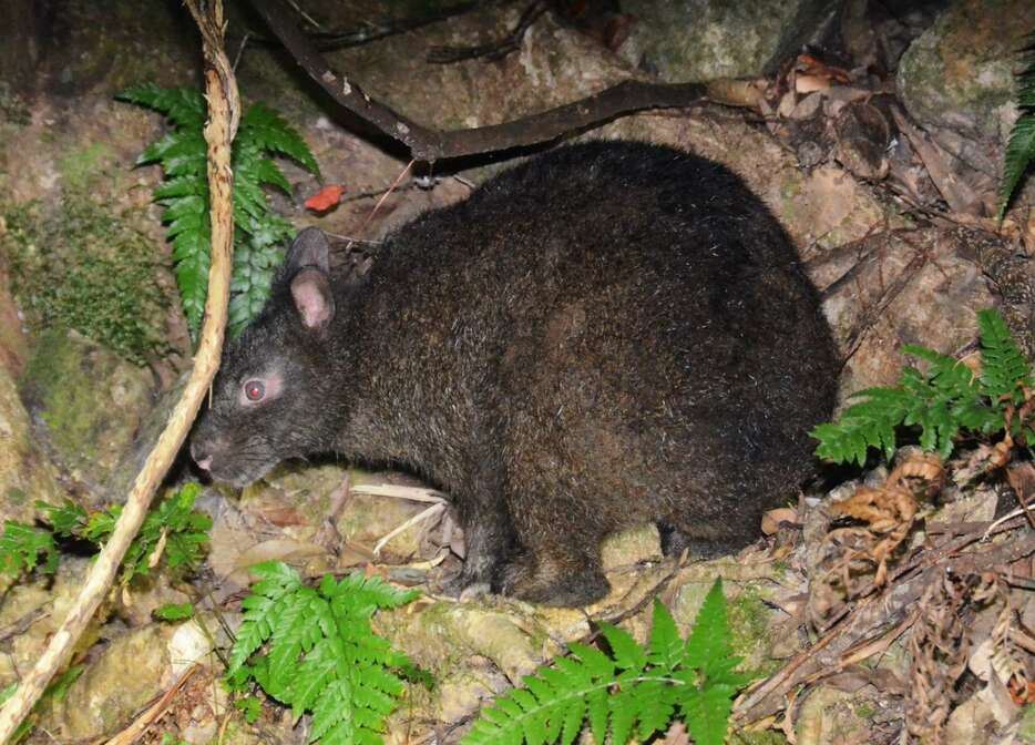 木にかじりつくアマミノクロウサギ