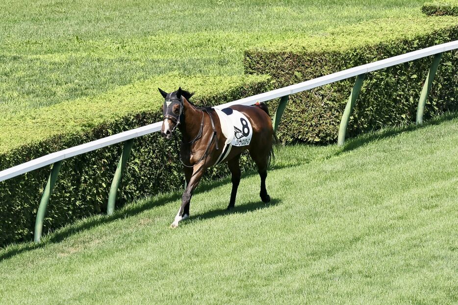 スタートで落馬競走中止となったエリザベスバローズ