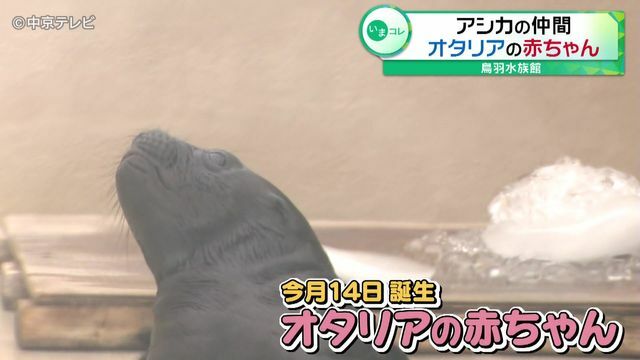 中京テレビNEWS