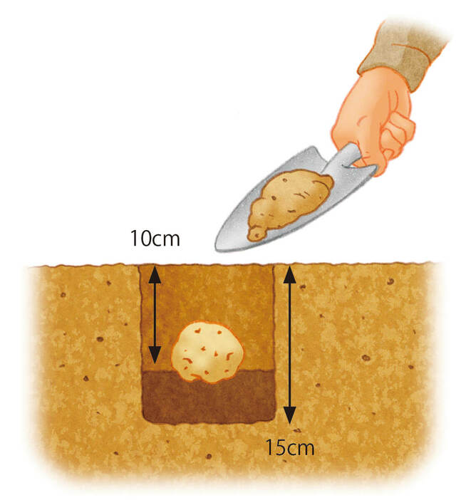 タネイモを植える深さがポイント。移植ゴテで、株間30cm、深さ15cmの植え穴を掘り、土を少し戻して、10cmの深さにタネイモを置き、土をかぶせる。（イラスト／山村ヒデト）