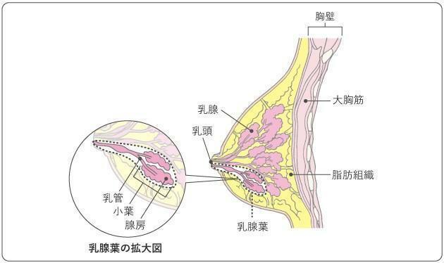 小葉とは乳房で乳汁を作り出す部分を指す。画像出典・がん情報サービス（ganjoho.jp)