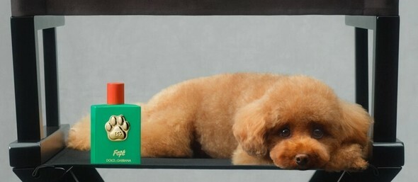 イタリアのファッションブランド「ドルチェ＆ガッバーナ」が最近、愛犬用の香水を発売した=ドルチェ＆ガッバーナの公式ウェブサイトより