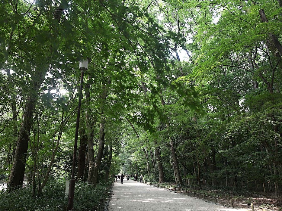 夏でも少し涼しい糺の森