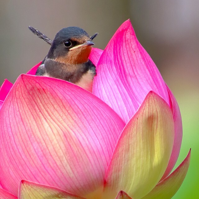 ツバメさん、お花の中でひと休み？（画像提供：大柏散歩人さん　※画像を一部トリミング）