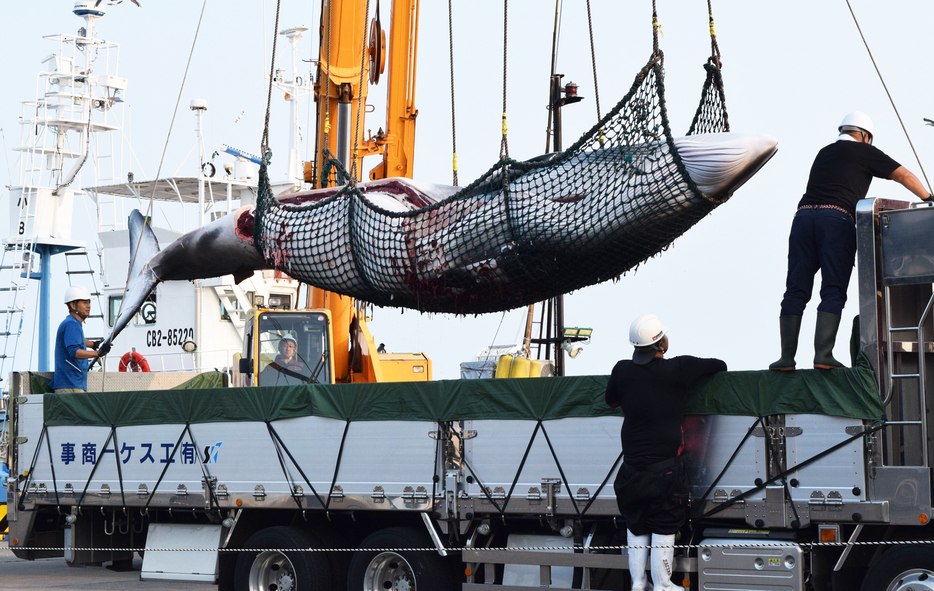 水揚げしたクジラをクレーンでトラックに載せる