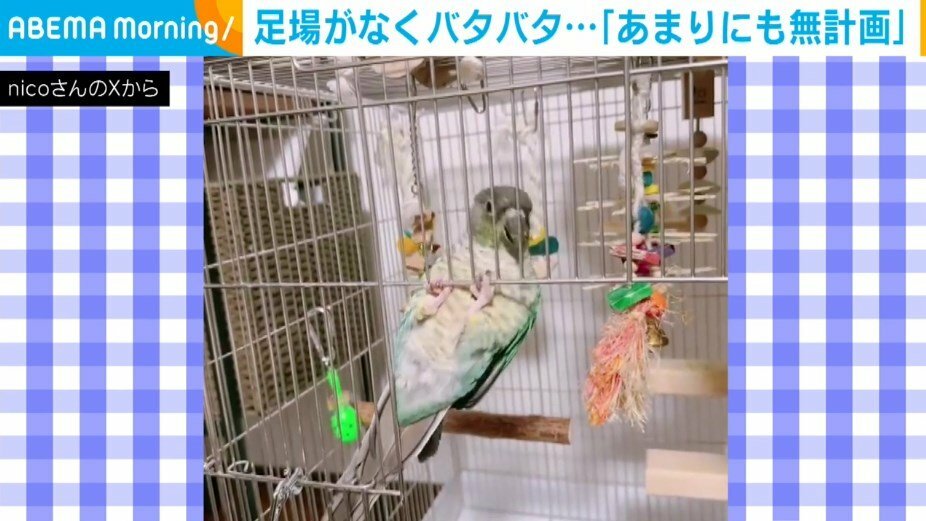 ウロコインコのベルヴェールちゃん（1歳半）