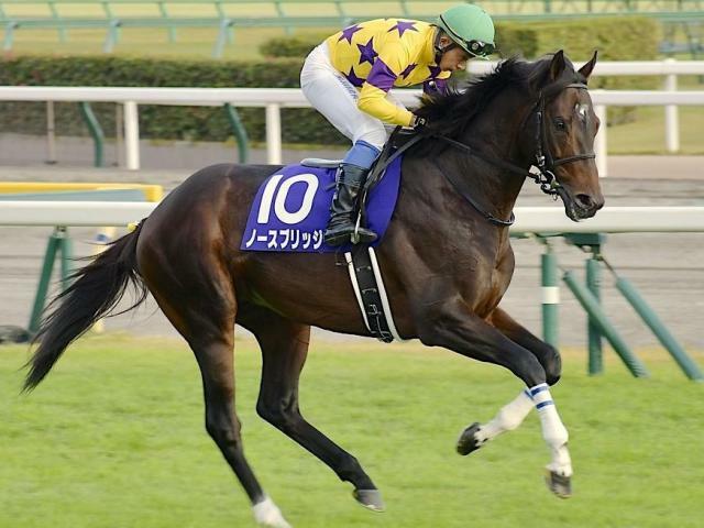 重賞3勝目を目指すノースブリッジ(昨年10月撮影、ユーザー提供：ひげまつりさん)