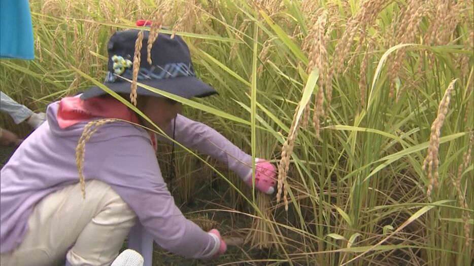 稲刈りをする子供　三重県伊勢市