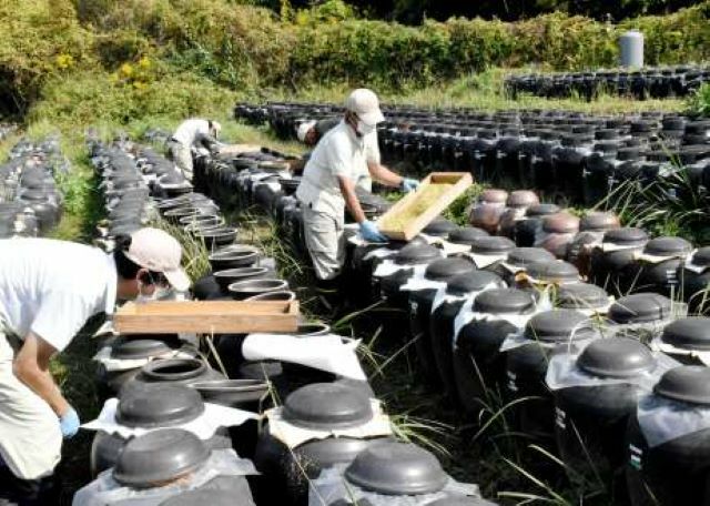 （写真：南日本新聞社）