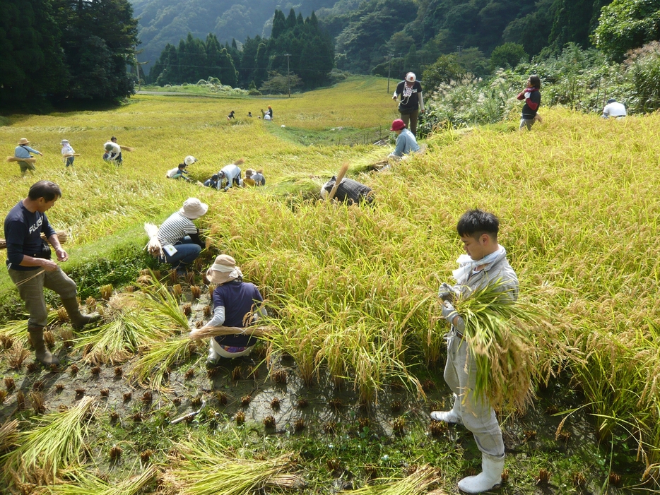 稲刈り（提供：株式会社飯尾醸造）