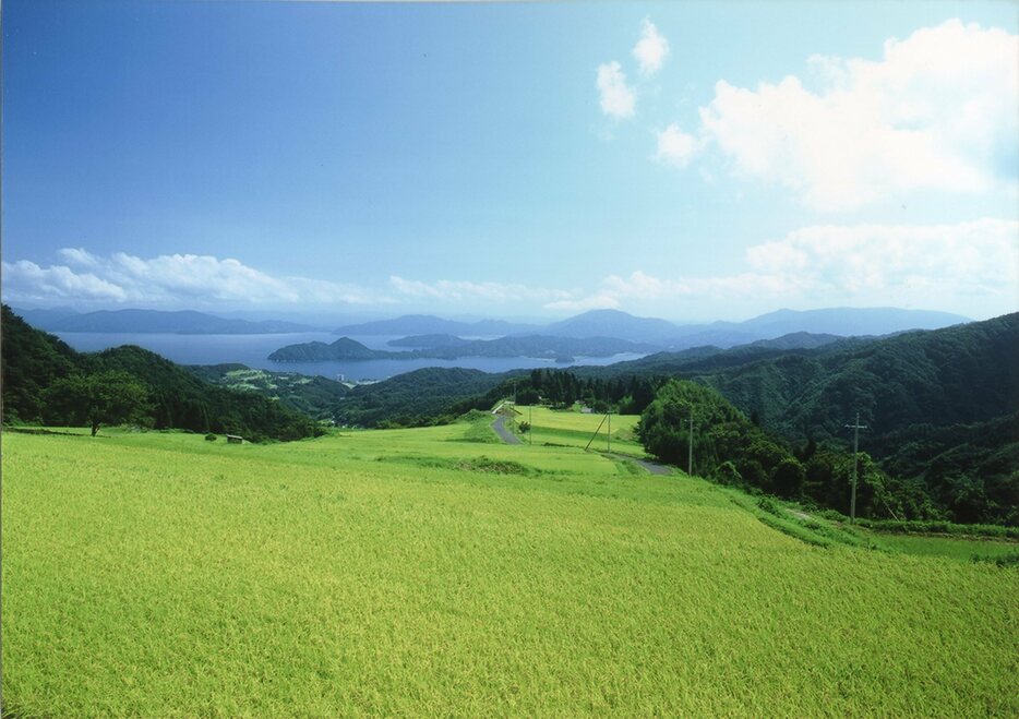 春の棚田（提供：株式会社飯尾醸造）