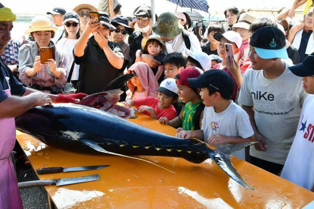 48㌔のキハダマグロが豪快に解体されると子どもたちは大喜び＝11日、佐良浜漁港