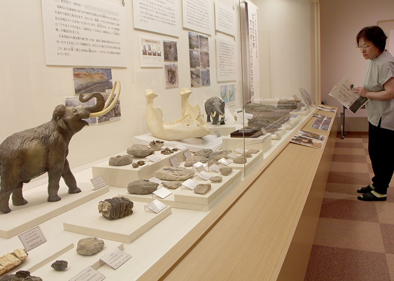 金ケ崎要害歴史館で開かれている企画展「太古の生物アケボノゾウが生きた時代」